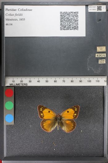 Media type: image;   Entomology 118805